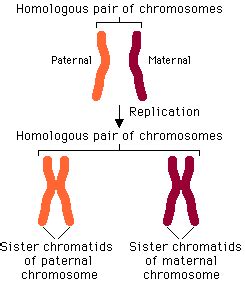 Homologous Chromosomes Diagram