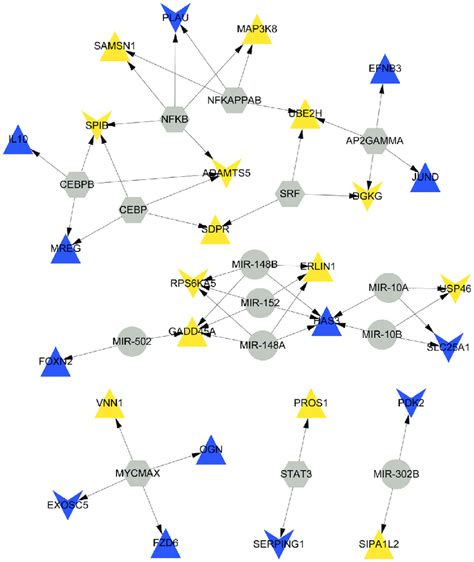 Constructed TF MiRNA Target DEG Regulatory Network Triangles Indicate