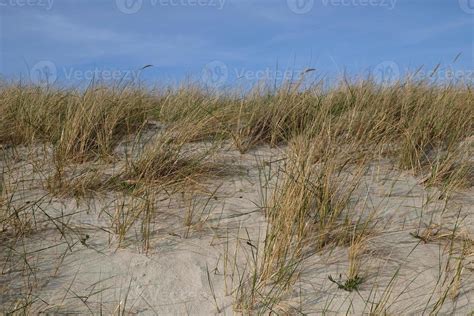 Sand Dunes On The Shore Of The Baltic Sea Marram Grass Growing In The