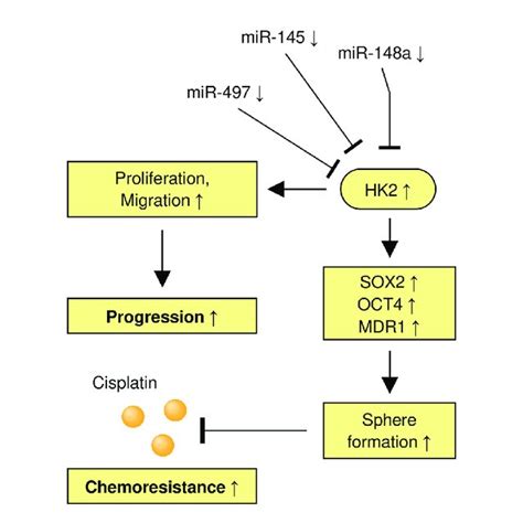 A Model Shows The Role Of The Mir 148ahk2 Axis In Regulating Sphere