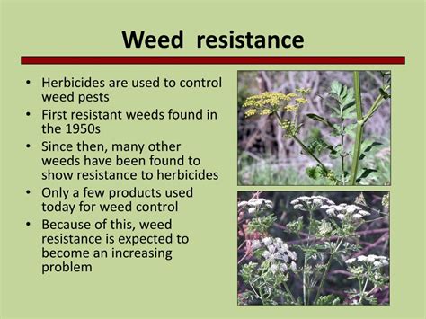 Ppt Pesticide Resistance Powerpoint Presentation Free Download Id 664988