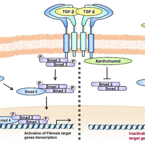 Schematic Representation Treatment Of Tgf β1 Aggravated The Signaling Download Scientific