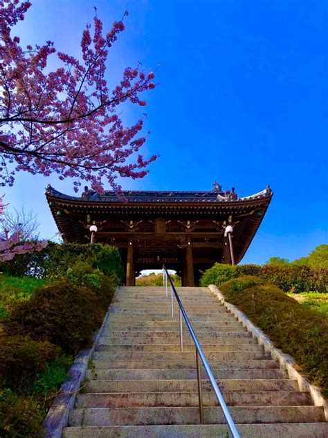 淡路島の隠れた桜の名所、龍宝寺／神奈木流 体バランス法 神奈木流 体バランス法