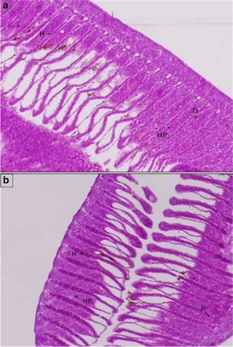 Histopathology Of Nile Tilapia Fingerlings Gills Grown In Tanks With