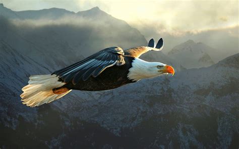 Bald Eagle Flying High Definition Eagle Bald Eagle Eagle In