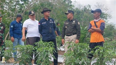 Guna Menekan Inflasi Dan Kerawanan Pangan Pj Bupati Tebo Dorong Petani