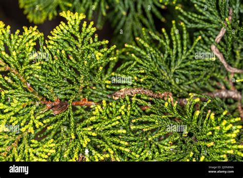 Hinoki Cypress Chamaecyparis Obtusa ‘nana Lutea Stock Photo Alamy