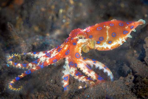 Are Octopuses Venomous or Poisonous? - Aquarium Whisperer