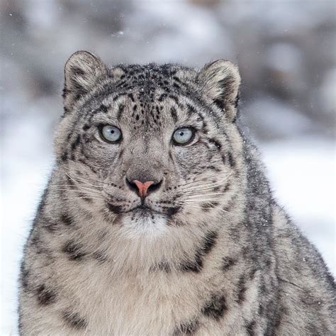 Photography Of Snow Leopards In Mongolias Wild West