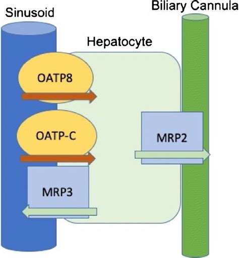 Diagram Shows Mechanism Of Uptake And Clearance Of Hepatocyte Specific