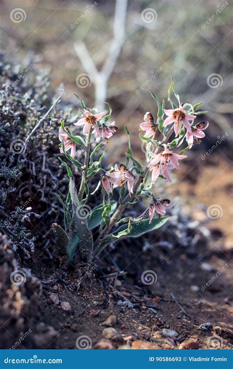 A Plant In The Steppes Royalty-Free Stock Image | CartoonDealer.com ...