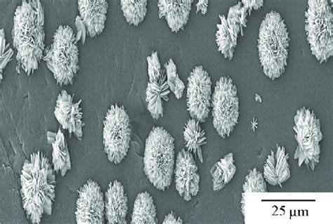 Sem Micrograph Of The Hierarchical Copper Based Micro Nanostructures