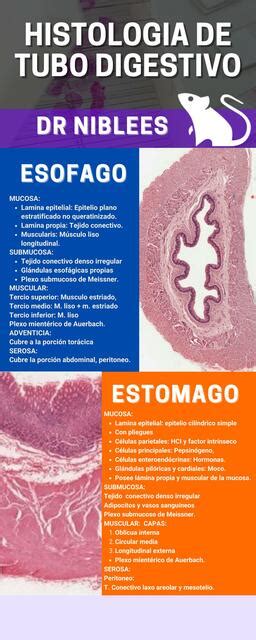 Histología de tubo digestivo Jorge Notario Dr Niblees uDocz