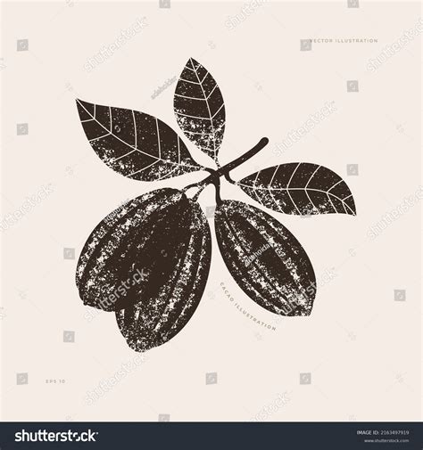 Chocolate Cocoa Bean Silhouette Illustration Textured Stock Vector