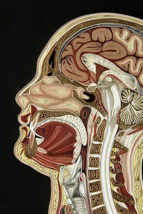 These Intricate Anatomy Cross Sections are Made From Old Books | Anatomy art, Biology art, Human ...