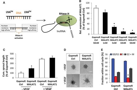 Long Noncoding RNA MALAT1 Regulates Endothelial Cell Function And