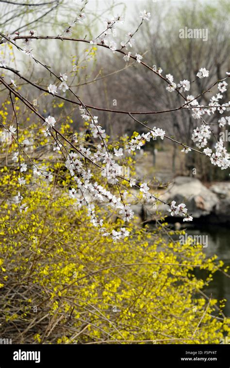 Prunus Davidiana Banque De Photographies Et Dimages à Haute Résolution