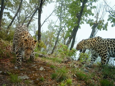 Amur Leopard Species Wwf