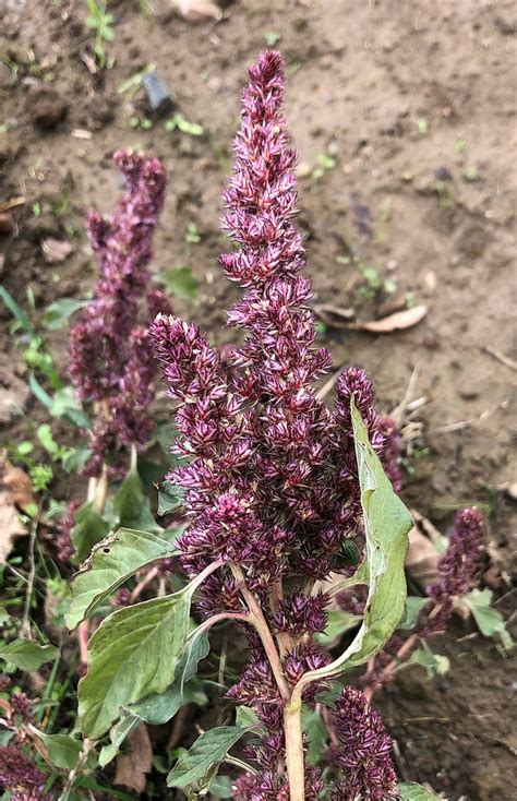 Ausgebreiteter Amarant Amaranthus Hybridus Ausgebrei Flickr