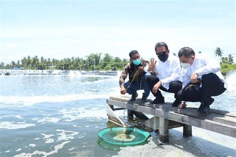 Setop Impor Induk Udang Vaname Kkp Targetkan Produksi Udang Nasional