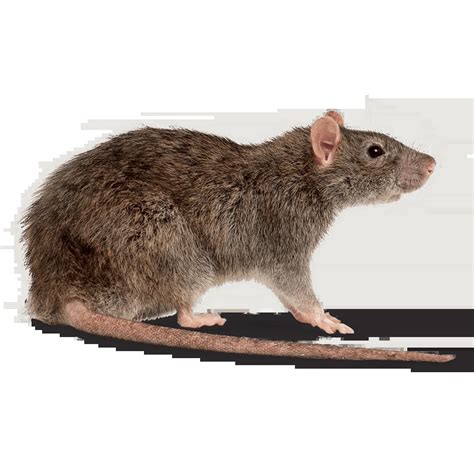 Rodent Control Pest Control Boise Idaho Pestcom Pest Management