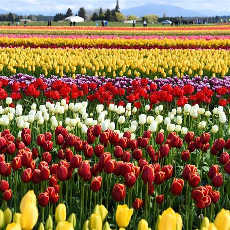 8 Best Tulip Festivals In The Usa Come To Admire This Popular Flower Tulip Festival Skagit