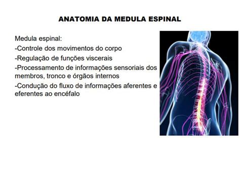 Qual É A Função Da Medula Espinhal - Funcoes Da Medula Espinhal