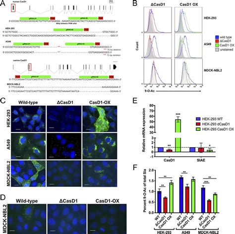 Editing Expression Of Casd In A Hek And Mdck Nlb Cells A