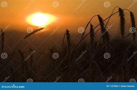 Field Of Corn In Sunrise Stock Photo Image Of Macro Healthy 1157084