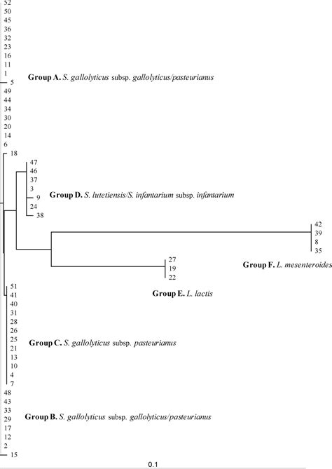 Reidentification Of Streptococcus Bovis Isolates Causing Bacteremia