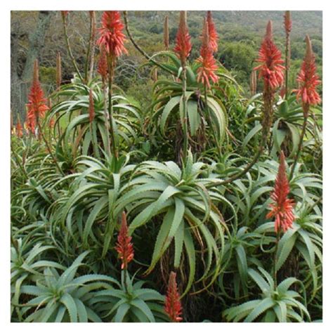 Aloe Candelabro Aloe Arborescens Plantas Mallorca