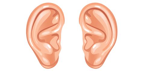 Ear Png Transparent Images Png All