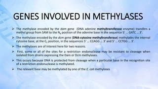 Methylases Ppt