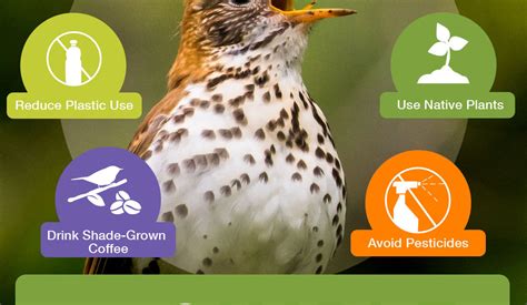 7 Simple Actions To Help Birds Sacajawea Audubon Society