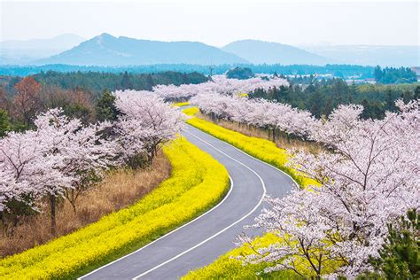 Creatrip | Jeju Cherry Blossom & Canola Flower Tour