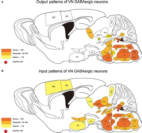 Frontiers Whole Brain Monosynaptic Outputs And Presynaptic Inputs Of