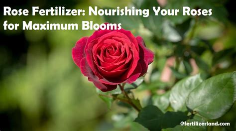 Rose Fertilizer Nourishing Your Roses For Maximum Blooms Complete Guide