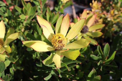 Leucadendron Wilsons Wonder Native Sons Wholesale Nursery