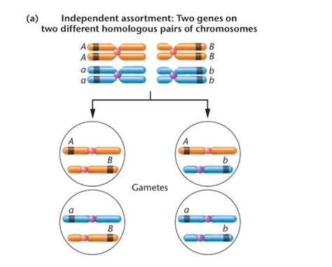 Molecular Genetics Chapter Linkage And Chromosome Mapping In