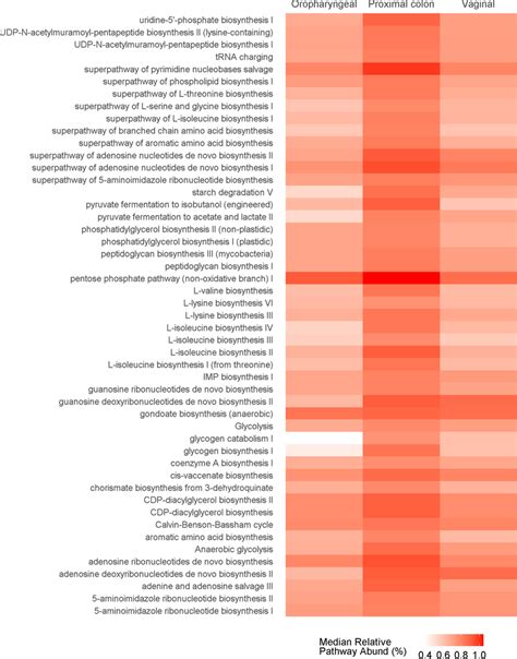 Pathway Abundances The Heat Map Displays Pathways Whose Median