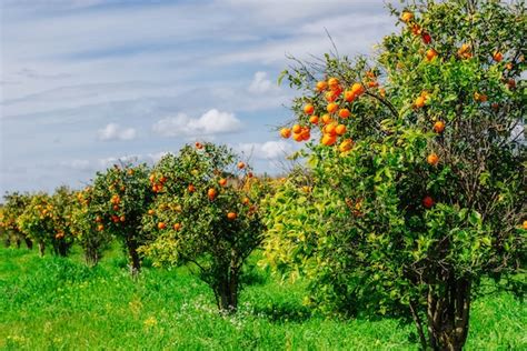 Premium Photo Orange Tree Park