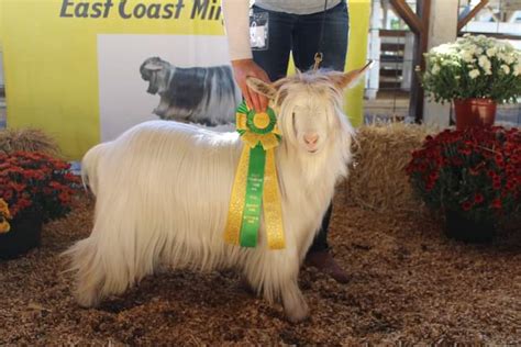 Miniature Silky Fainting Goats - Chapman Family Farm