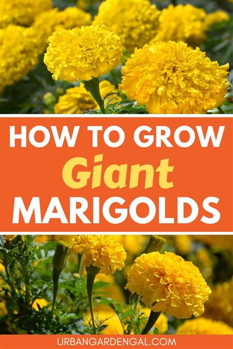 How To Grow Giant Marigold Flowers Urban Garden Gal