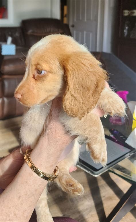 Puppies Available AKC Infinity Dachshunds