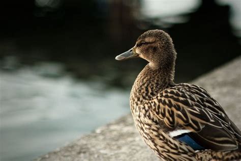 Comment Et Pourquoi Couper Le Bec Des Canards AnimauxFun Canard