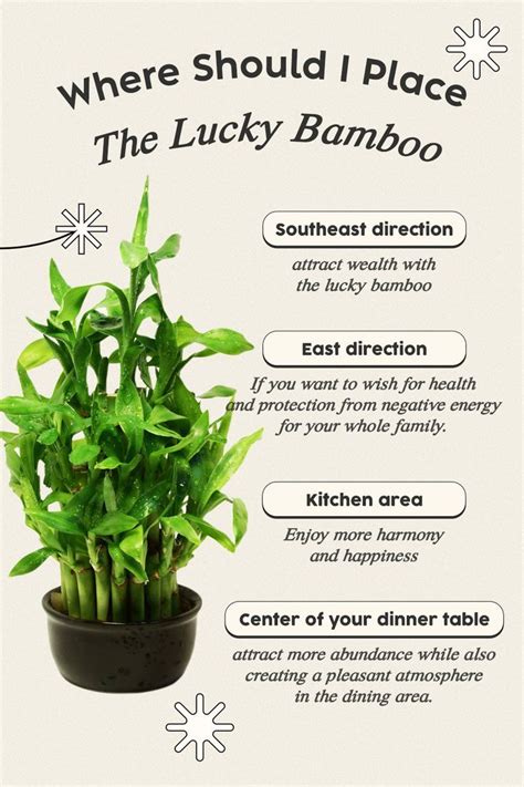 Best Placement for Lucky Bamboo According to Feng Shui