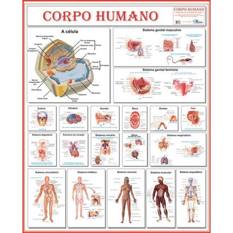 Mapa Poster Completo Anatomia Do Corpo Humano Tamanho Gigante X