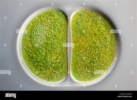 Blue Green Algae Cell