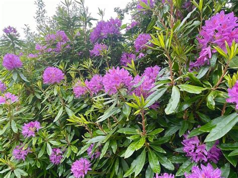 Rhododendron Ponticum In The Woods Of Ireland Stock Photo Image Of