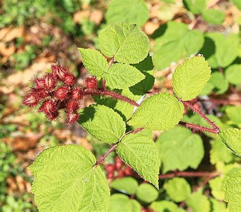 25 Red Leaf Plant Identification AnsarAndelka